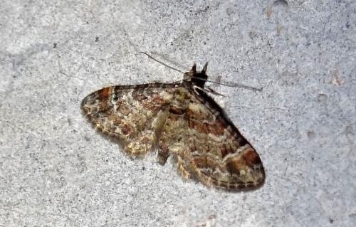 Gymnoscelis rufifasciata